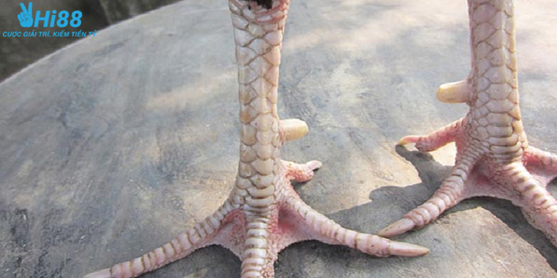 Các loại vảy án thiên phổ biến