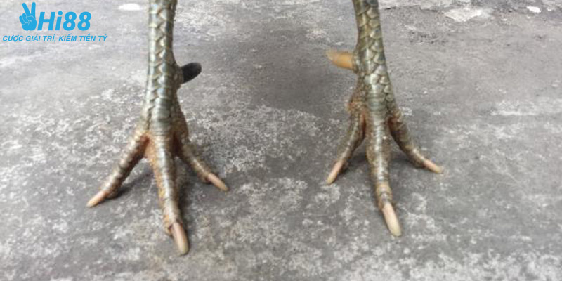 Đánh giá điểm mạnh yếu của gà có vảy xuyên đao