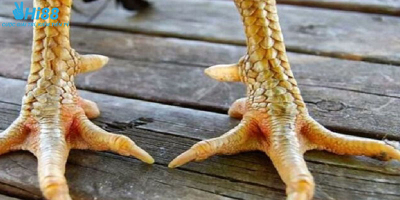 Khi nào nên chọn nuôi gà có vảy án thiên