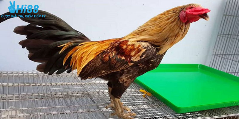 Phân tích vảy gà dặm ngón chúa trong thi đấu