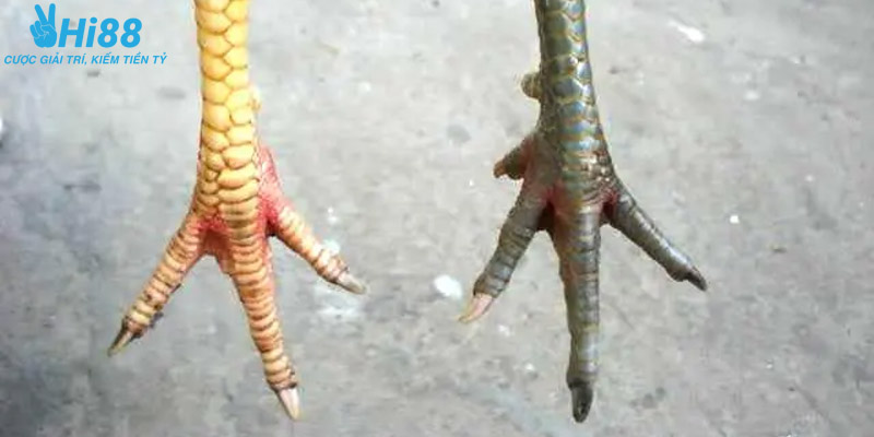 So sánh vảy lạc diệp với các dạng vảy khác dễ nhận nhầm