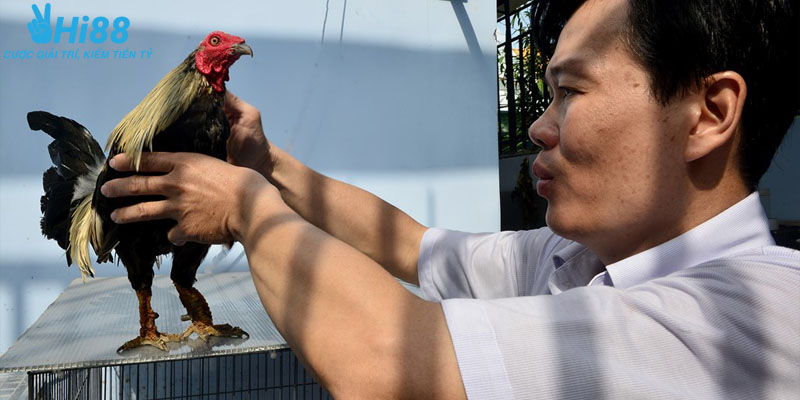 Vảy xuyên đao thể hiện gì qua từng thế trận