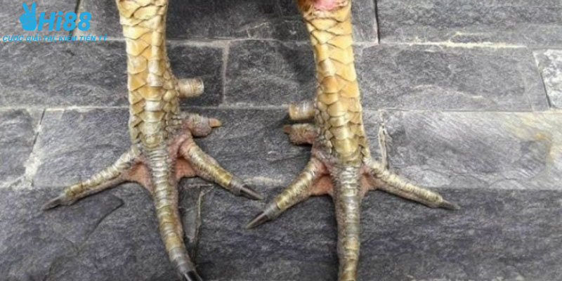 Tìm hiểu vảy lạc diệp là gì?