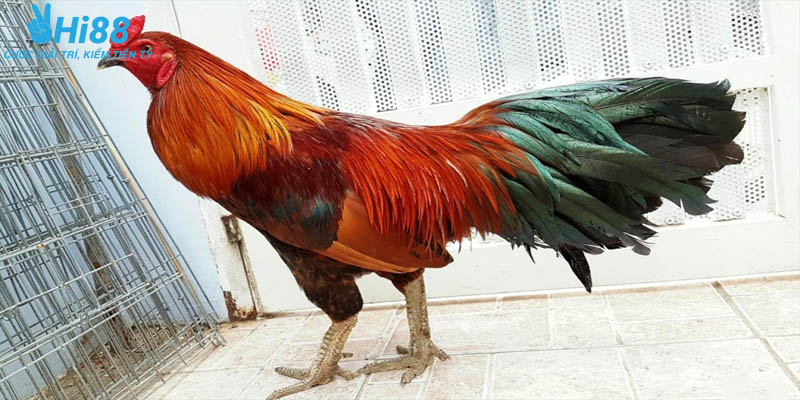 Tổng hợp kiểu vảy gà dặm ngón chúa phổ biến