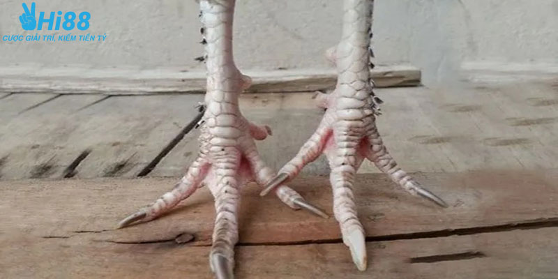 Tổng quan về vảy khai tiền là gì