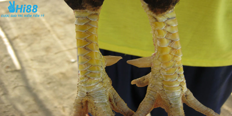 Gà vảy khai tiền tốt hay xấu?