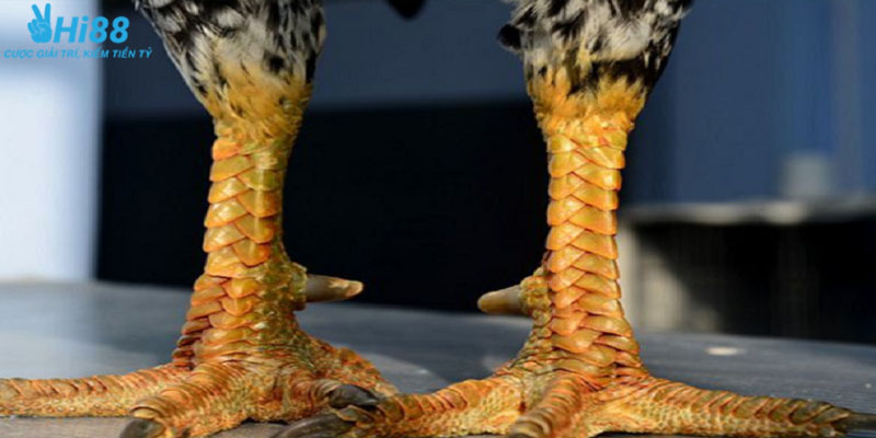 Vảy gà án thiên được xem là vảy hiếm trong gà đá 