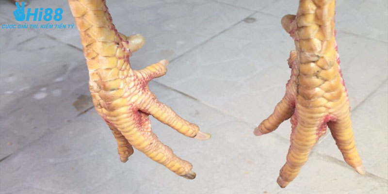 Tướng dáng phổ biến ở gà sở hữu vảy khai tiền