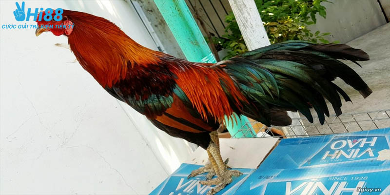 Ý nghĩa của gà có vảy dặm ngón chúa